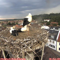 07_55-nest.jpg