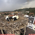 08_05-nest.jpg