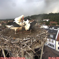 08_10-nest.jpg