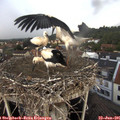 08_15-nest.jpg