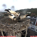 08_20-nest.jpg
