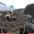 08_25-nest.jpg