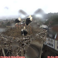 08_30-nest.jpg