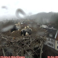 08_40-nest.jpg