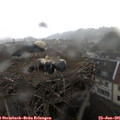 08_45-nest.jpg