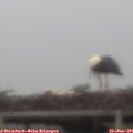 08_50-mast.jpg