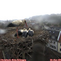 08_50-nest.jpg