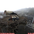 08_55-nest.jpg