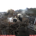 09_00-nest.jpg