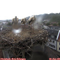 09_05-nest.jpg