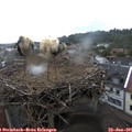 09_10-nest.jpg