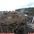 09_15-nest.jpg