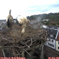 09_20-nest.jpg