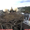 09_25-nest.jpg