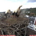 09_30-nest.jpg