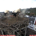 09_35-nest.jpg