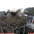 09_40-nest.jpg
