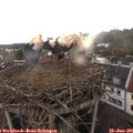 09_45-nest.jpg