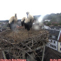 09_50-nest.jpg