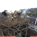 09_55-nest.jpg