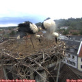 10_00-nest.jpg