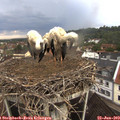 10_10-nest.jpg