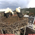 10_15-nest.jpg