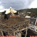 10_20-nest.jpg