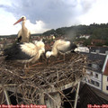 10_25-nest.jpg
