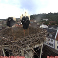 10_30-nest.jpg