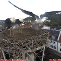 10_35-nest.jpg