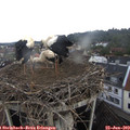 10_40-nest.jpg