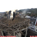 10_45-nest.jpg