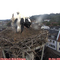 10_50-nest.jpg