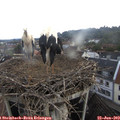 10_55-nest.jpg