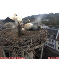 11_00-nest.jpg