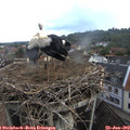 11_10-nest.jpg