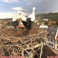 11_15-nest.jpg