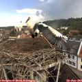 11_20-nest.jpg