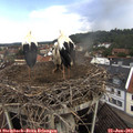 11_25-nest.jpg