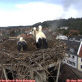 11_30-nest.jpg