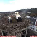 11_35-nest.jpg