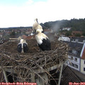 11_40-nest.jpg