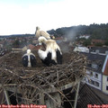 11_45-nest.jpg