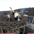 11_50-nest.jpg