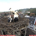 11_55-nest.jpg