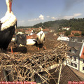 12_00-nest.jpg