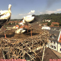 12_05-nest.jpg