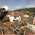 12_15-nest.jpg
