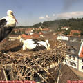 12_20-nest.jpg
